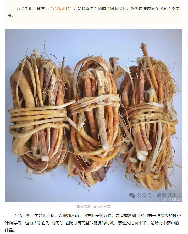 【启蒙贝乐专业调养分享】五指毛桃：岭南民间第三大名药